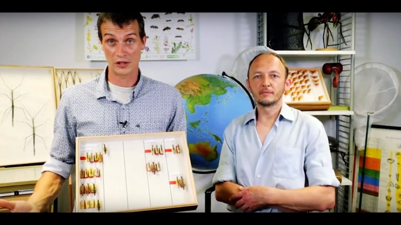 Arbre de classification illustrant une taxonomie organisée par niveaux hiérarchiques
